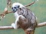 tamarin